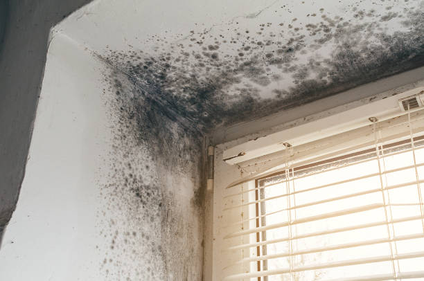 Affordable Mold Cleanup solutions in Ledgewood, NJ